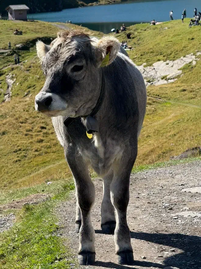 استخدام مهندس دامپروری و دکتر دامپزشک|استخدام صنعتی، فنی، مهندسی|نظرآباد, مسکن مهر نظرآباد|دیوار