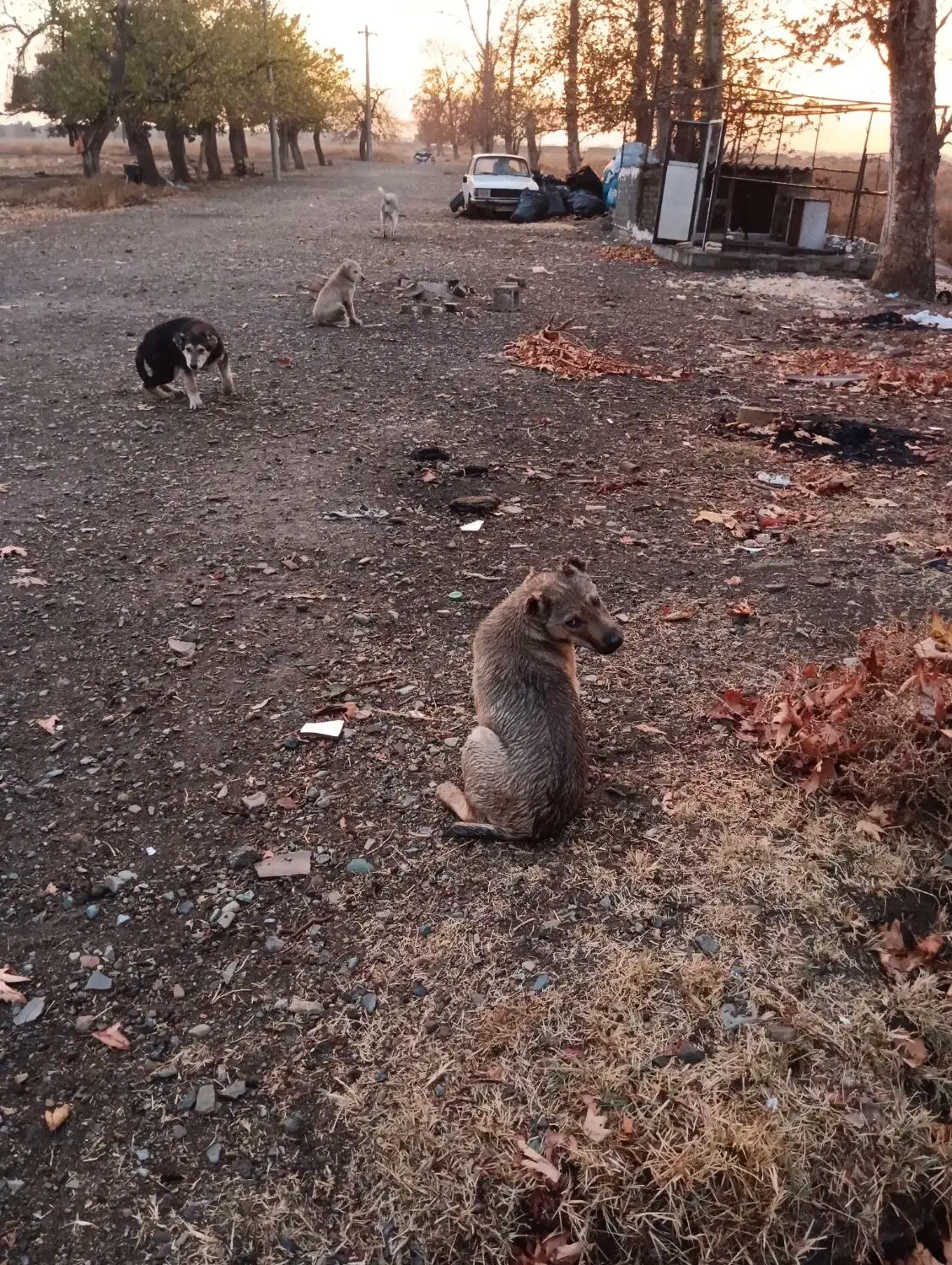 نر سرابی|سگ|قدس, شهرک دانش|دیوار