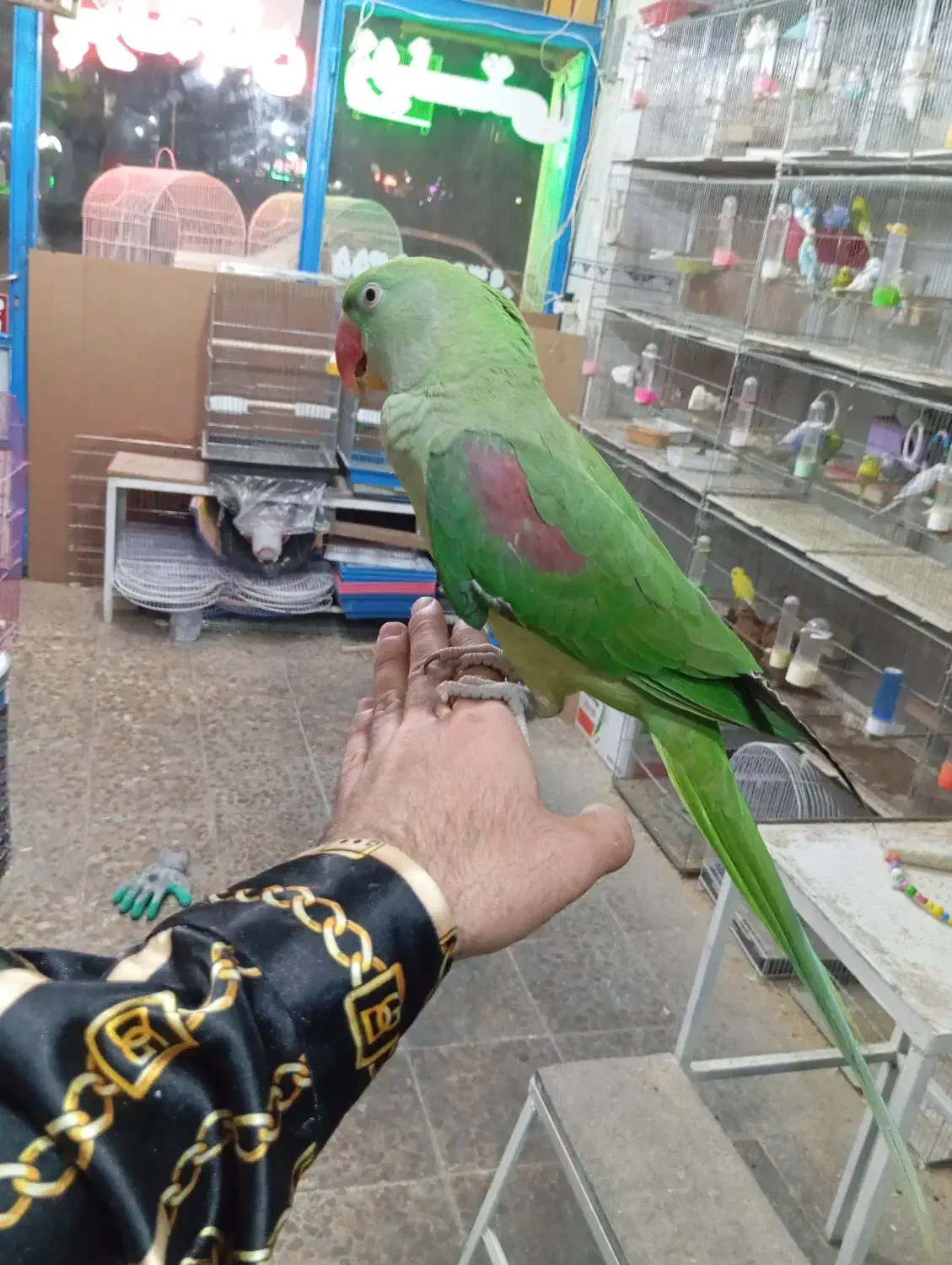 شاه طوطی اهلی سخنگو|پرنده|تبریز, |دیوار