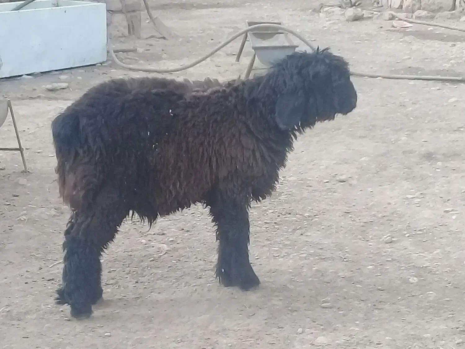 بره داشتی فروشی|حیوانات مزرعه|حمیدیه, |دیوار