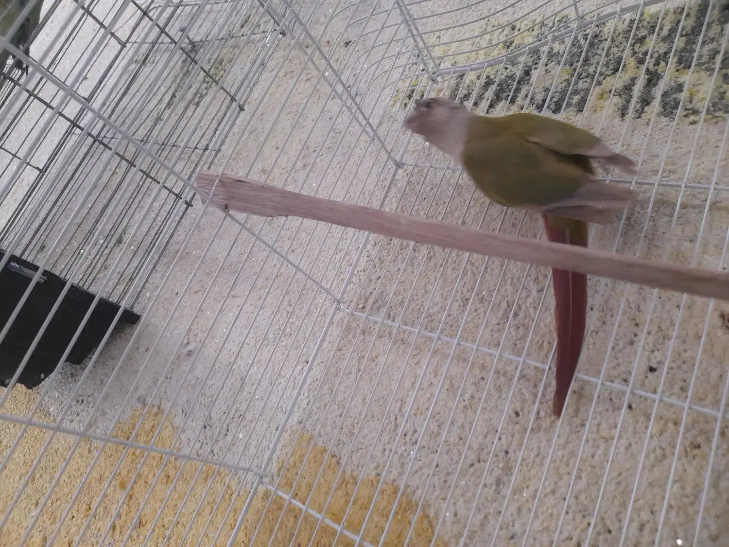 گرینچیک|پرنده|میناب, |دیوار