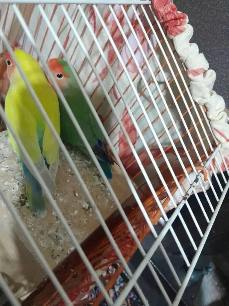 طوطی برزیلی نرو ماده|پرنده|تهران, خاوران|دیوار