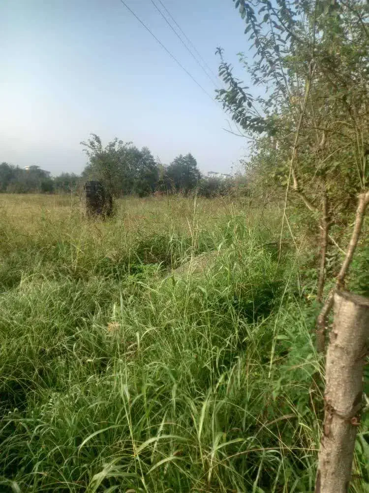 فروش قطعه زمین باغی|فروش زمین و ملک کلنگی|کلاچای, |دیوار