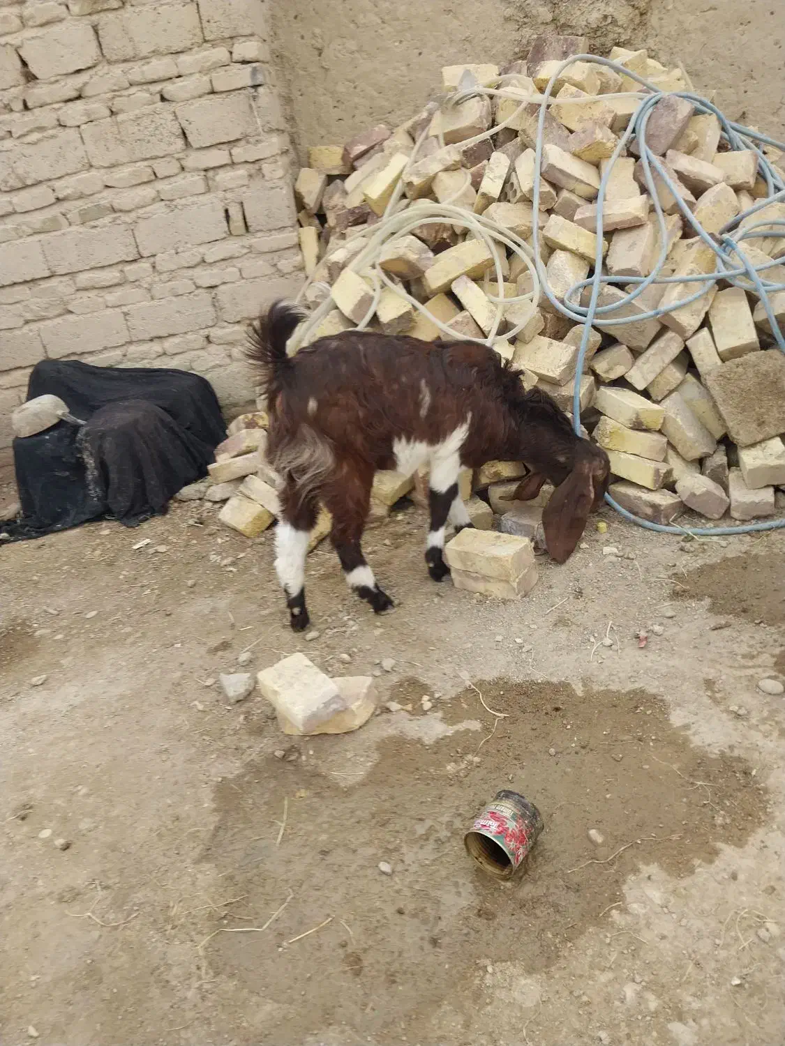 بزمری اصل دوقلوزاابست ضمانتی|حیوانات مزرعه|زابل, |دیوار