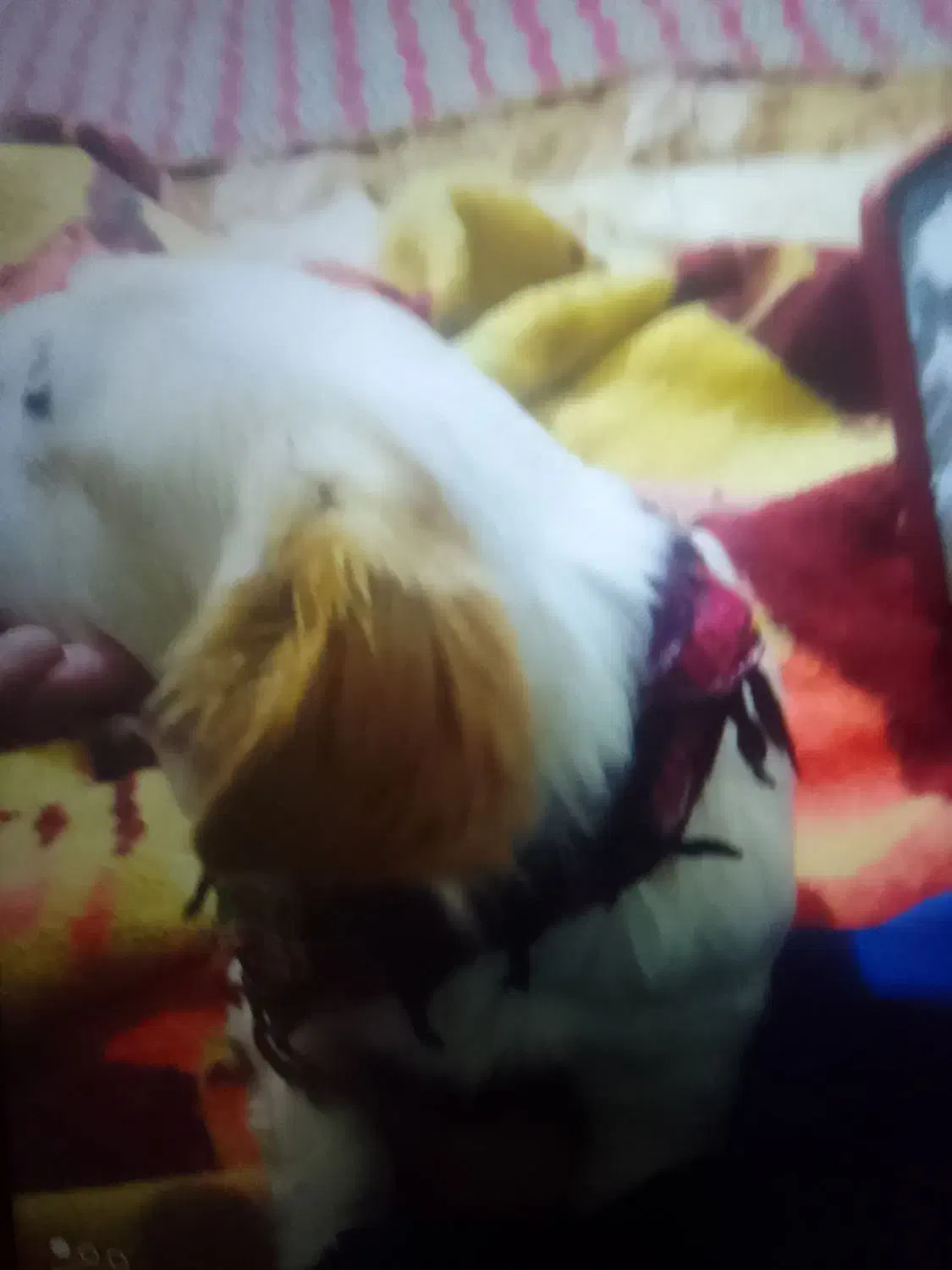 سگ گمشده|حیوانات|آبیک, |دیوار