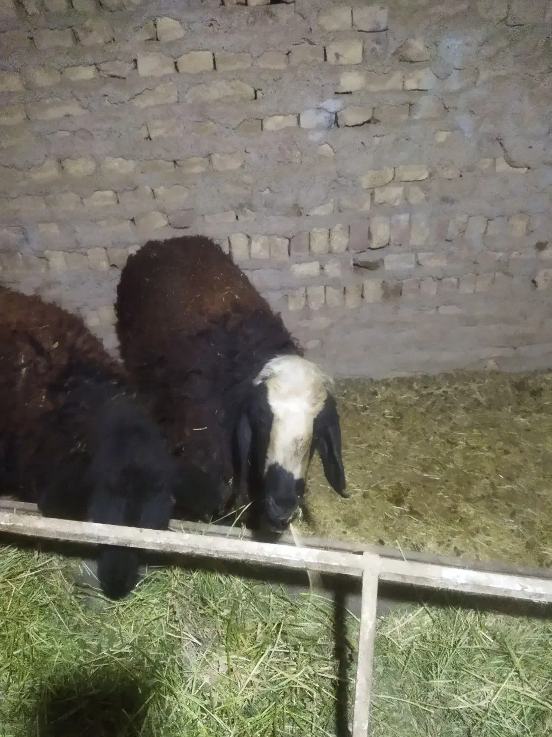 بره نر|حیوانات مزرعه|پیشوا, |دیوار