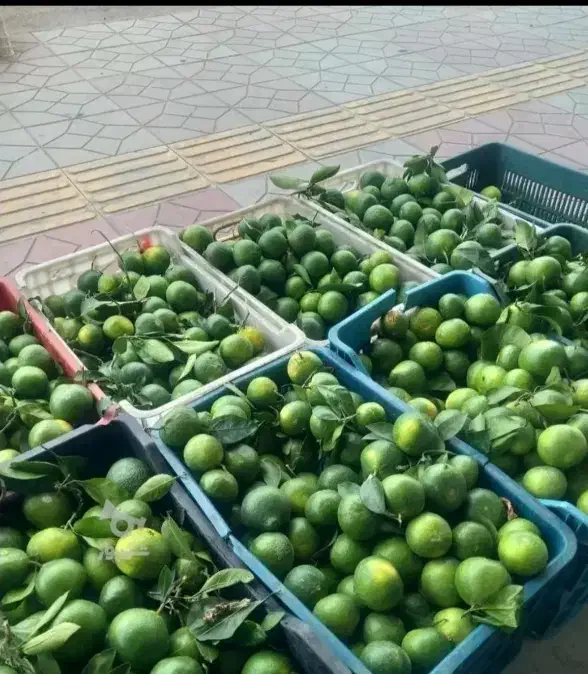 فروش نارنج|خوردنی و آشامیدنی|بندر انزلی, نوروزی|دیوار