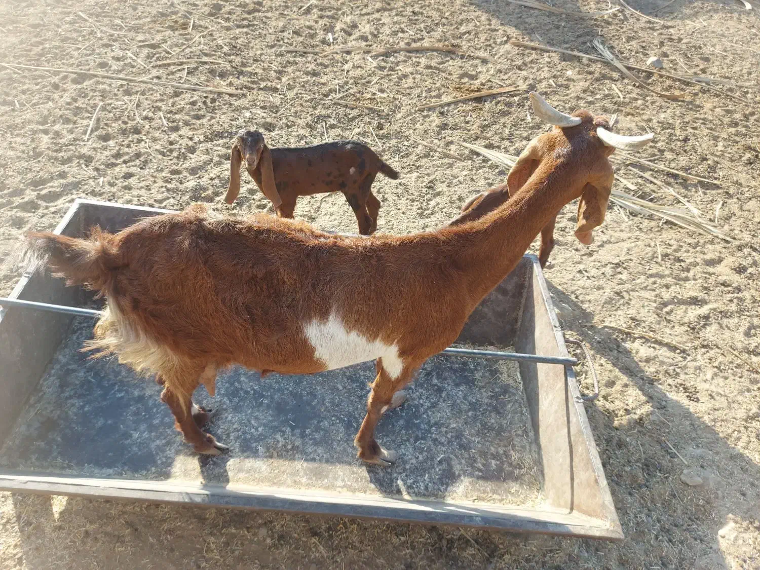 بز دوقلوزا بادوبزغاله|حیوانات مزرعه|سراوان, |دیوار