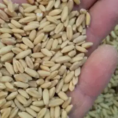 گندم|عمدهفروشی|گیان, |دیوار