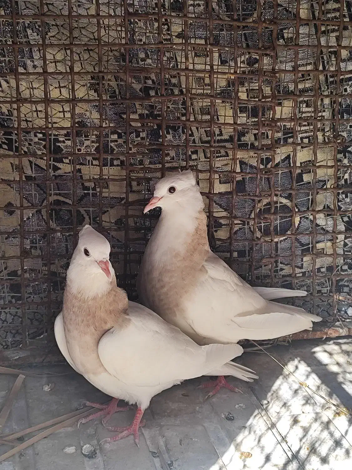 قروش کبوتر طوقی شازده ای درجه یک|پرنده|زرین دشت (فارس), |دیوار