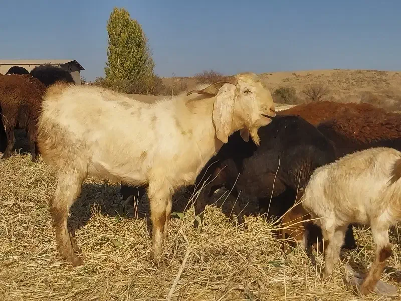 بز نر پاکستانی|حیوانات مزرعه|زنجانرود, |دیوار