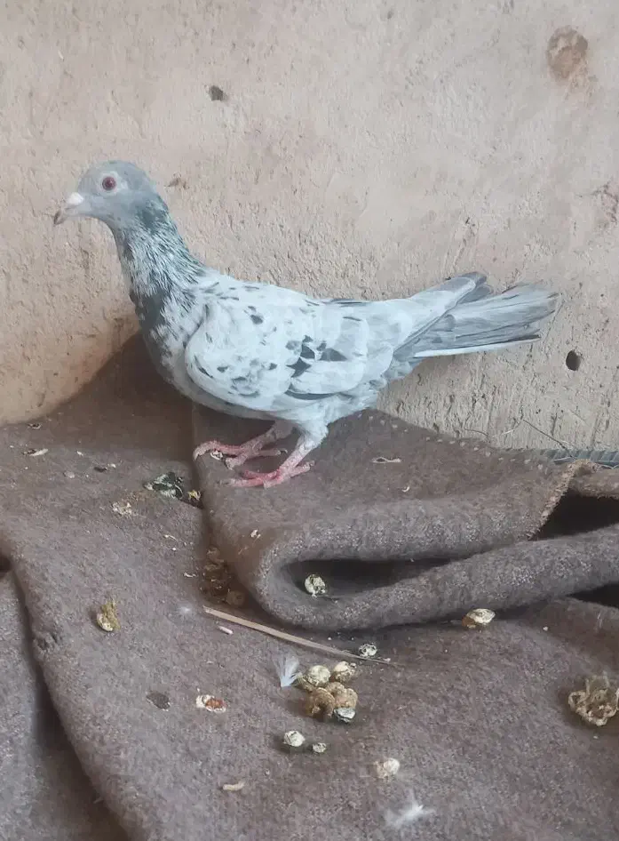 کبوتر|پرنده|شیبکوه (فارس), |دیوار