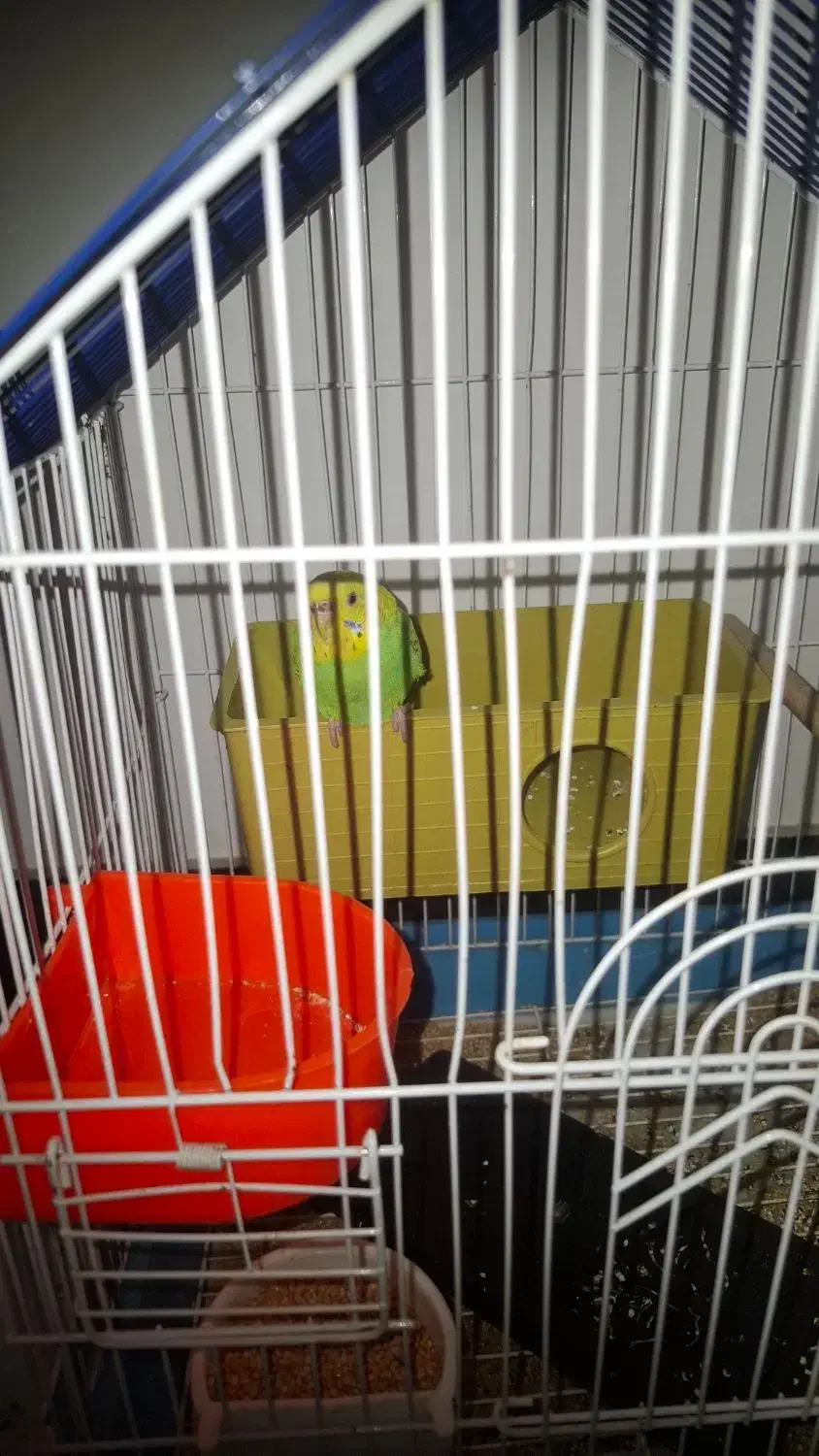 مرغ عشق|پرنده|گنبد کاووس, |دیوار