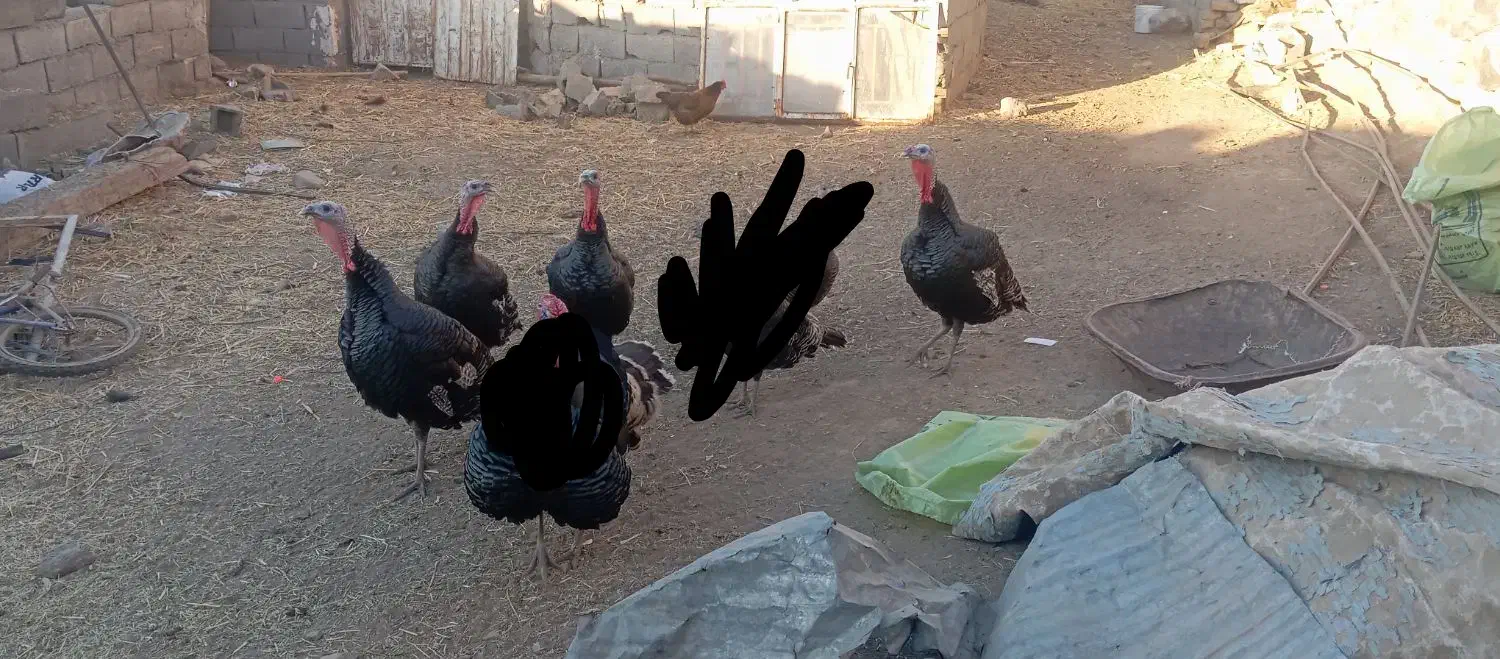 بقلمون محلی نر|حیوانات مزرعه|جغتای, |دیوار