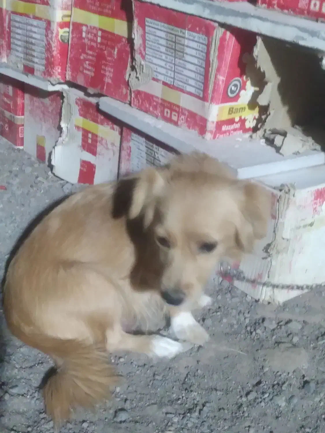 براایسگ توله بامادرشون|سگ|بم, |دیوار