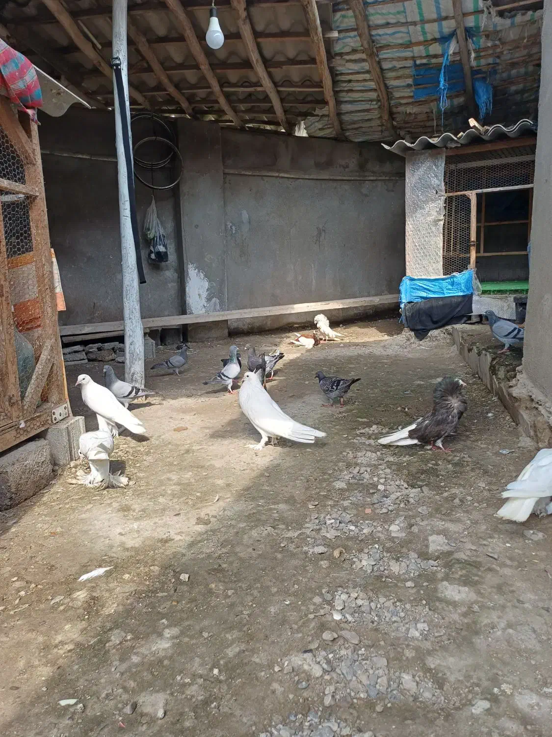 کبوتر مسافتی جوجه|پرنده|آمل, |دیوار