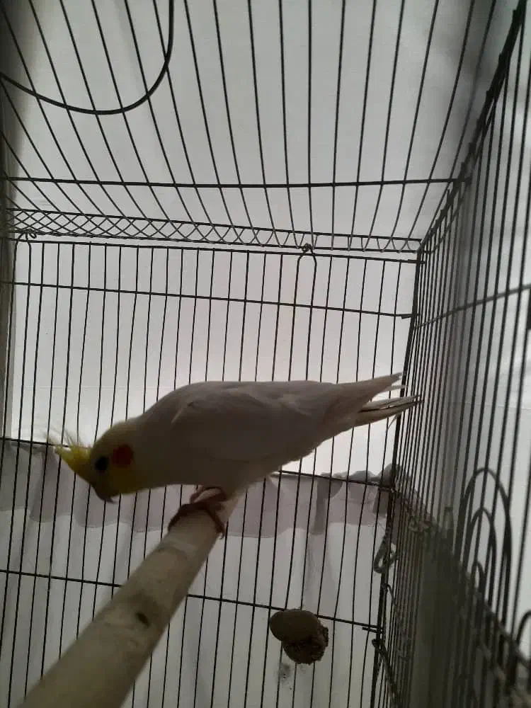 یه جفت عروس هلندی|پرنده|تهران, شمشیری|دیوار