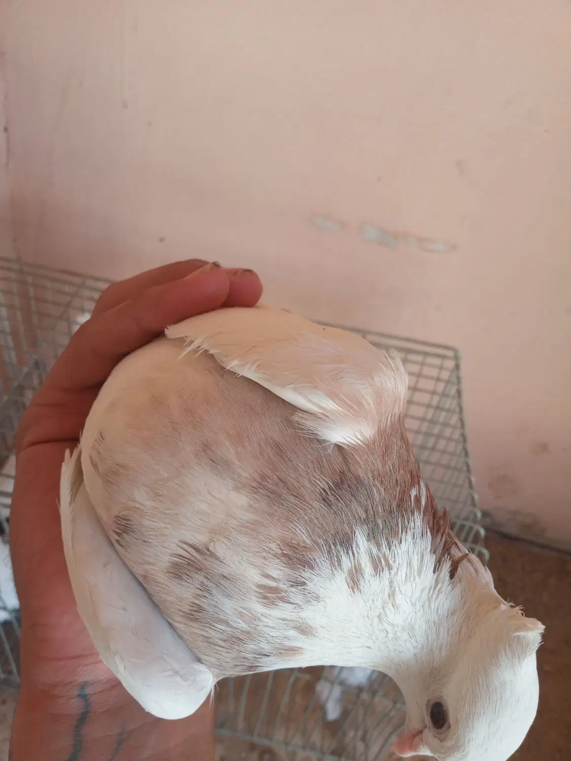 کفتر طوقی|پرنده|مبارکه, |دیوار