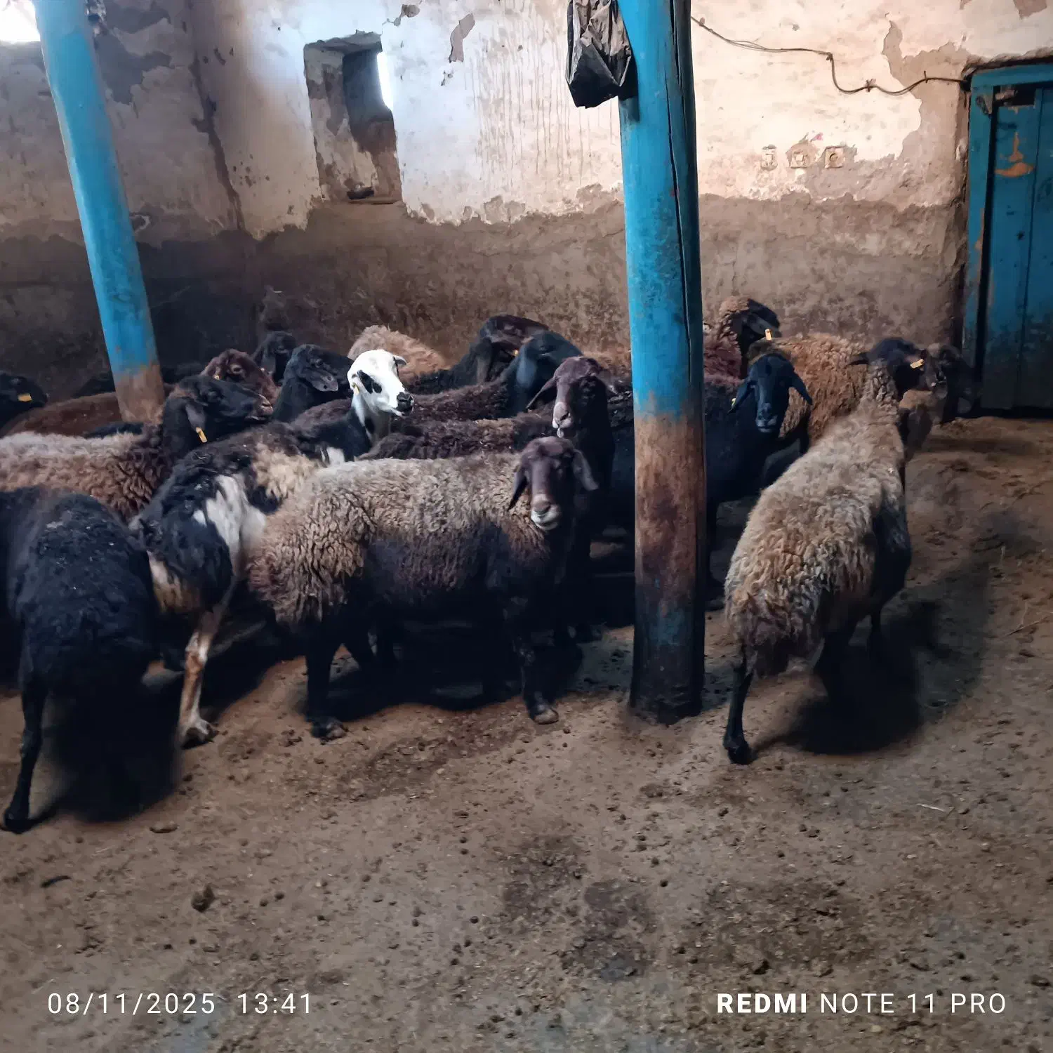 فروش گوسفند|حیوانات مزرعه|فیروز, |دیوار