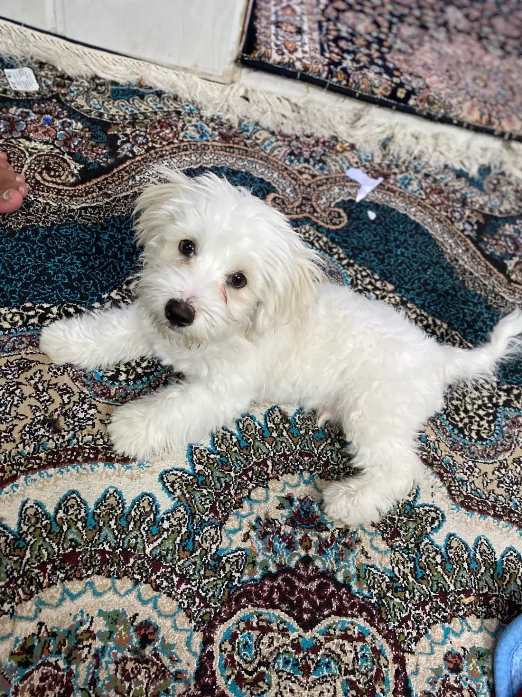 سگ نر نژاد شیتزو|سگ|یزد, |دیوار