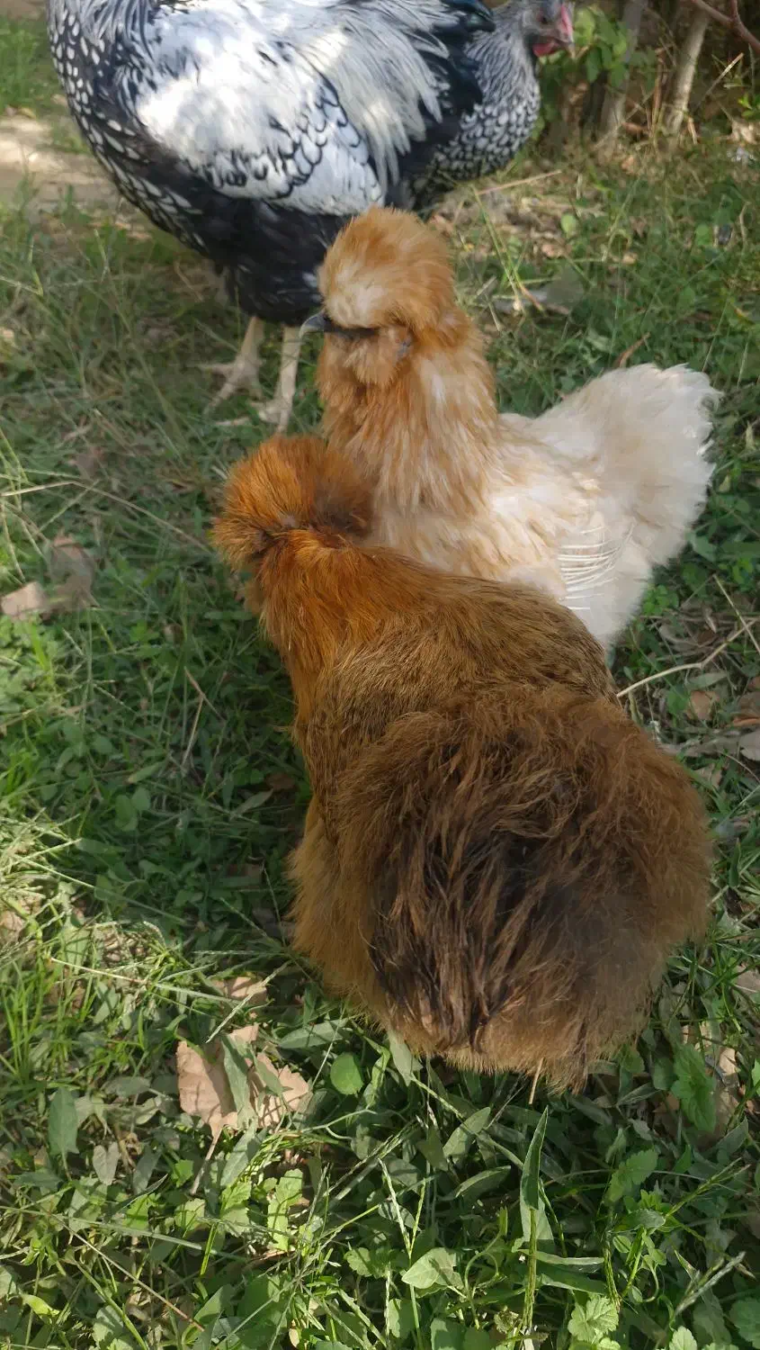 مرغ ابریشمی اصلی|حیوانات مزرعه|شهریار, شهریار|دیوار