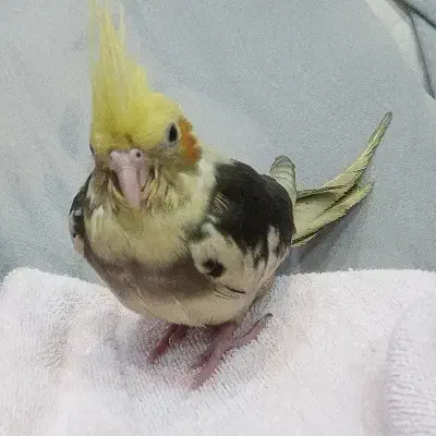 گمشده عروس هلندی|پرنده|اصفهان, گلزار|دیوار