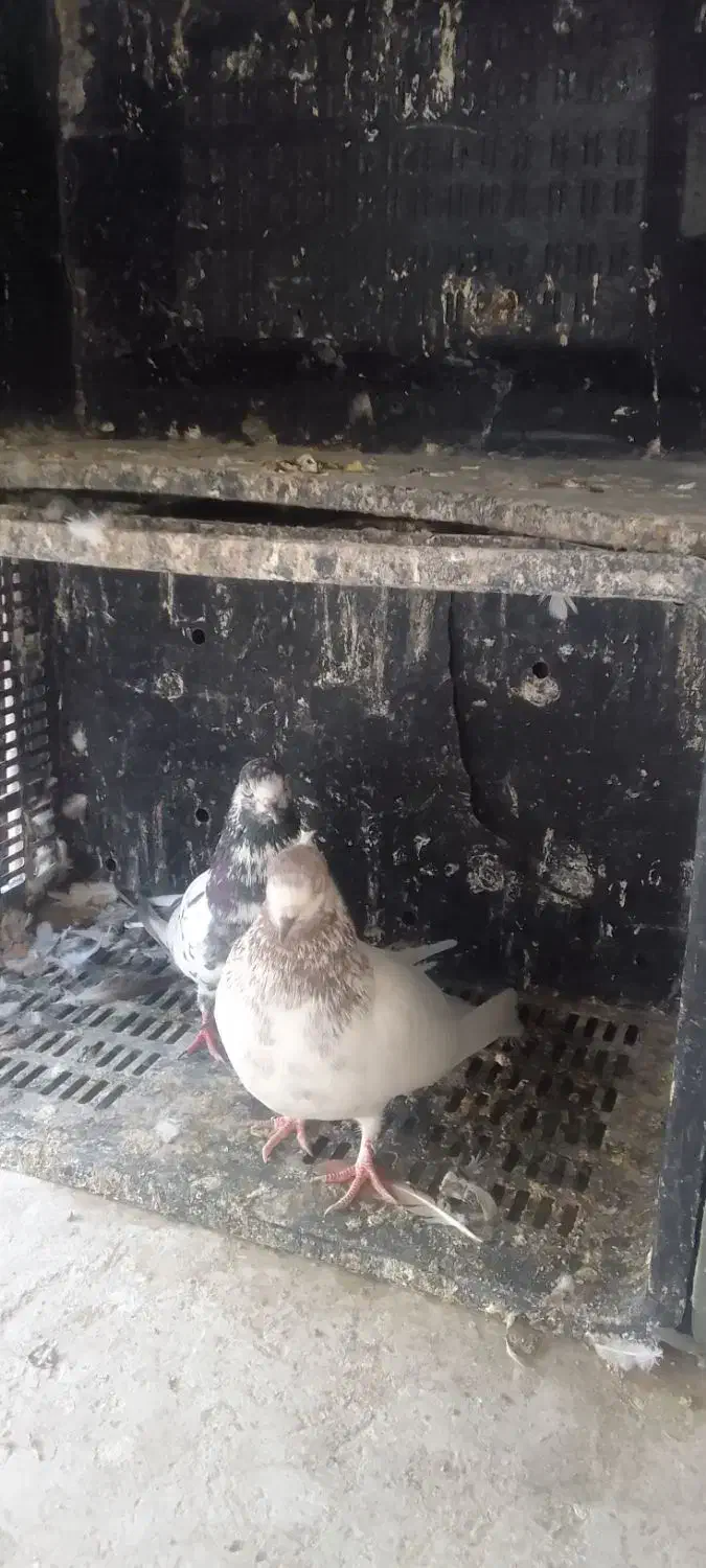 نرو ماده دهن جور|پرنده|شاهرود, |دیوار