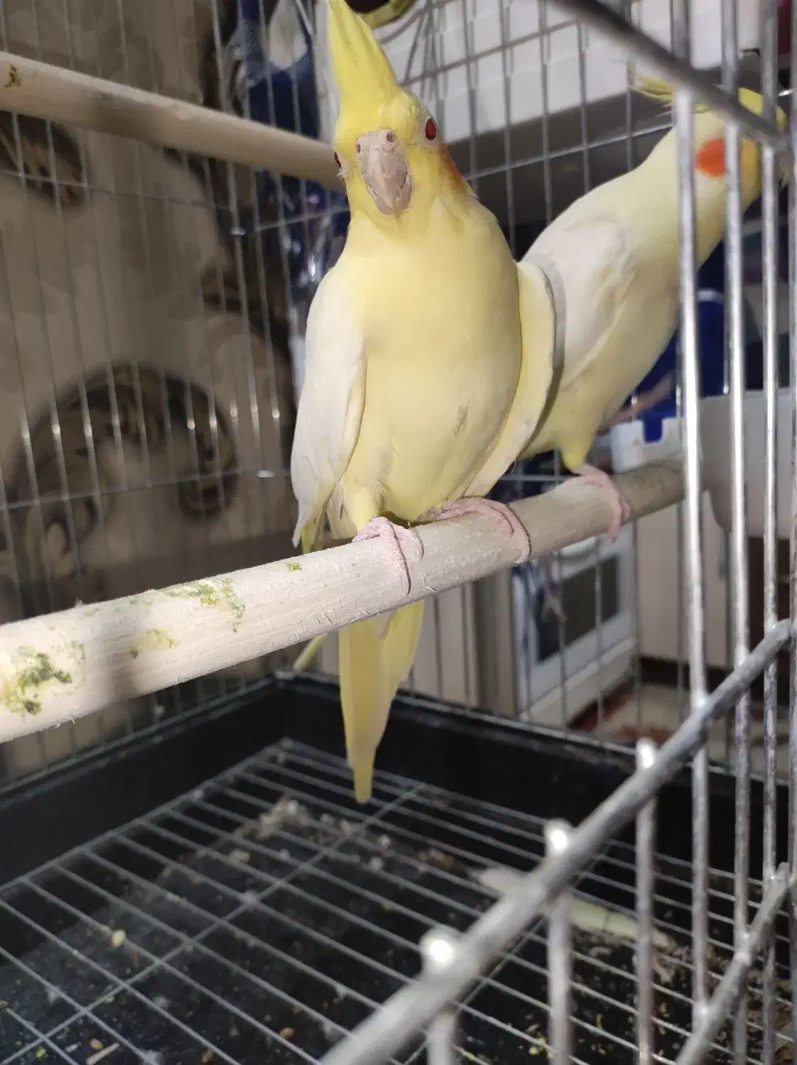 لوتینو زعفرانی مولد کار داده چهار تخم کم نظیر|پرنده|شاهرود, |دیوار