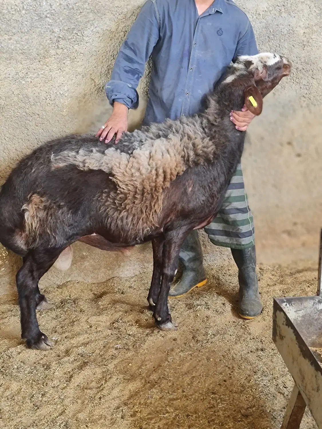 گوسفند|حیوانات مزرعه|تهران, افسریه جنوبی|دیوار