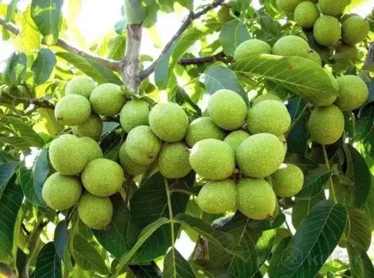 درختان شلیل مغان و شلیل انجیری|حراج|ساری, |دیوار