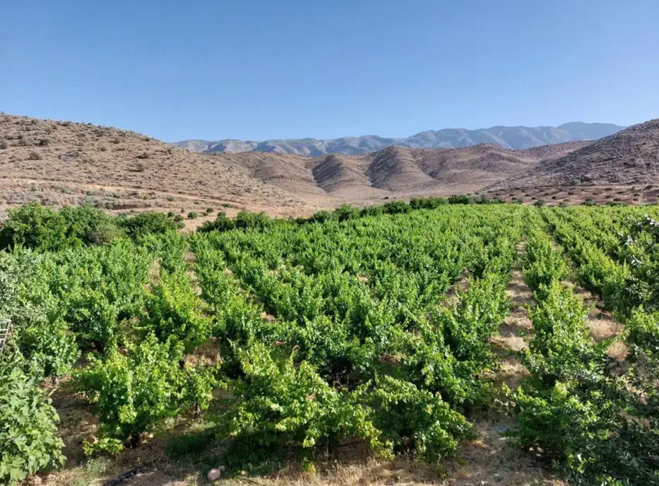 یک هکتار باغ انگوری ثمری سنددار کمتر از قیمت پارچه|فروش زمین و ملک کلنگی|همایجان, |دیوار