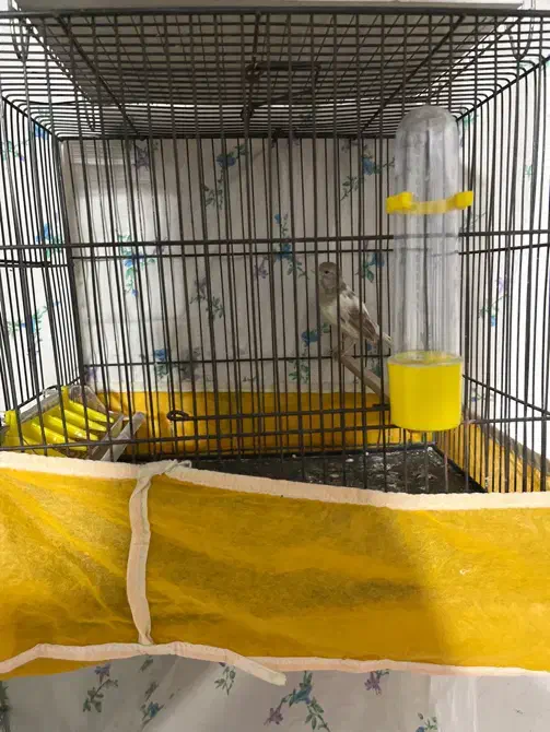 قناری ماده|پرنده|قدس, شهر‌قدس|دیوار