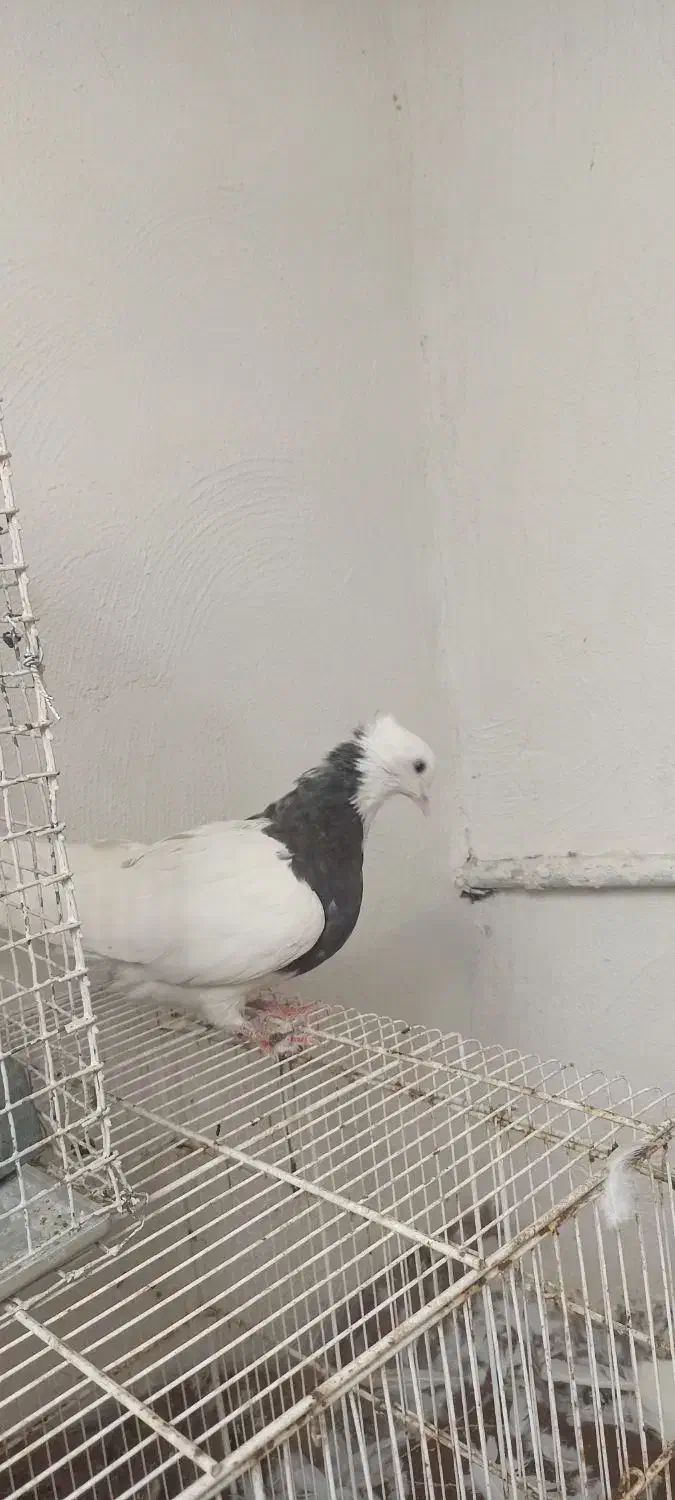 طوقی ماده|پرنده|دوگنبدان, |دیوار