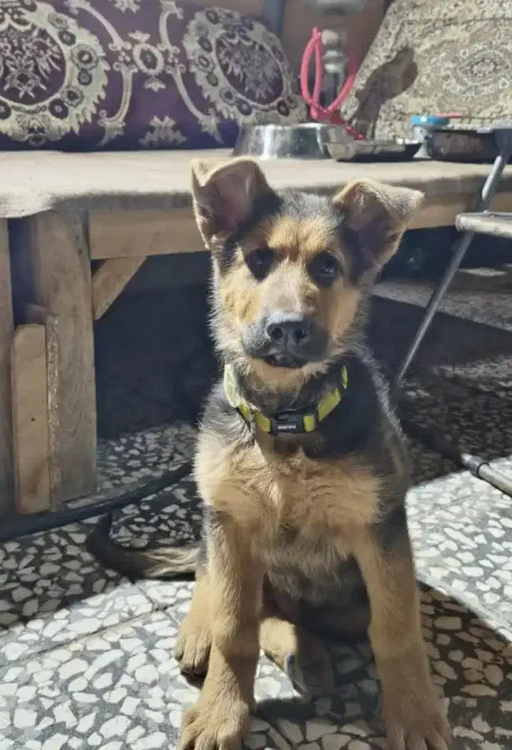 کمشده|حیوانات|آران و بیدگل, |دیوار