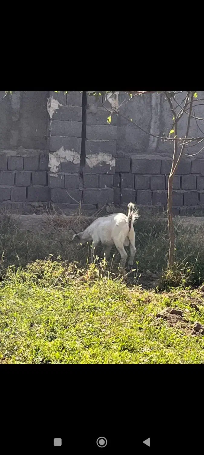 بز سانن|حیوانات مزرعه|محمدشهر, محمدشهر|دیوار