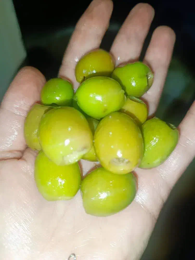 زیتون بی هسته|خوردنی و آشامیدنی|رشت, ترمینال|دیوار