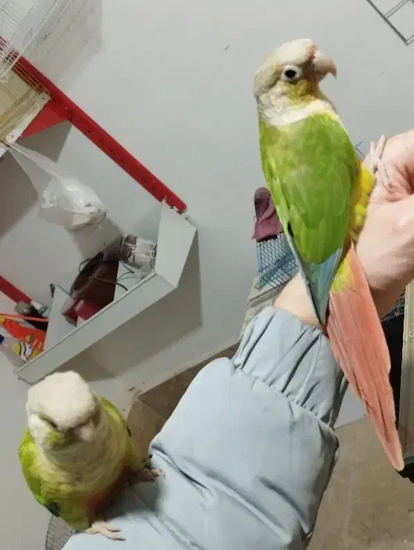 طوطی گرینجیک|پرنده|اردبیل, |دیوار