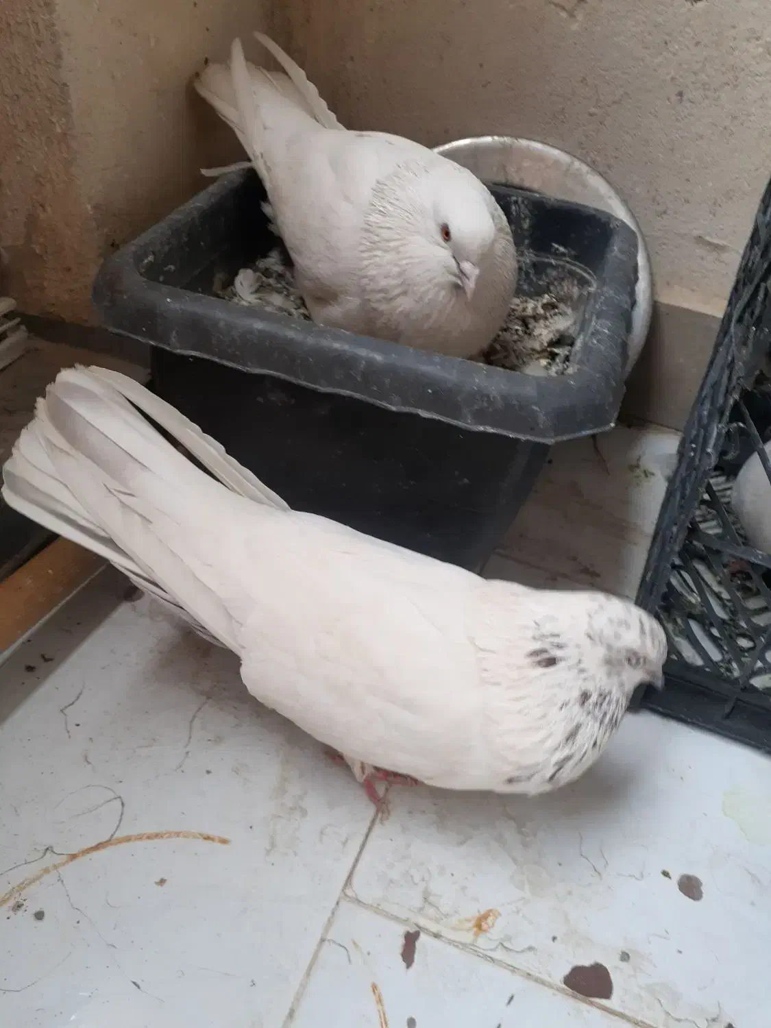 کبوتر،کفتر|پرنده|شهریار, یوسف آباد صیرفی|دیوار