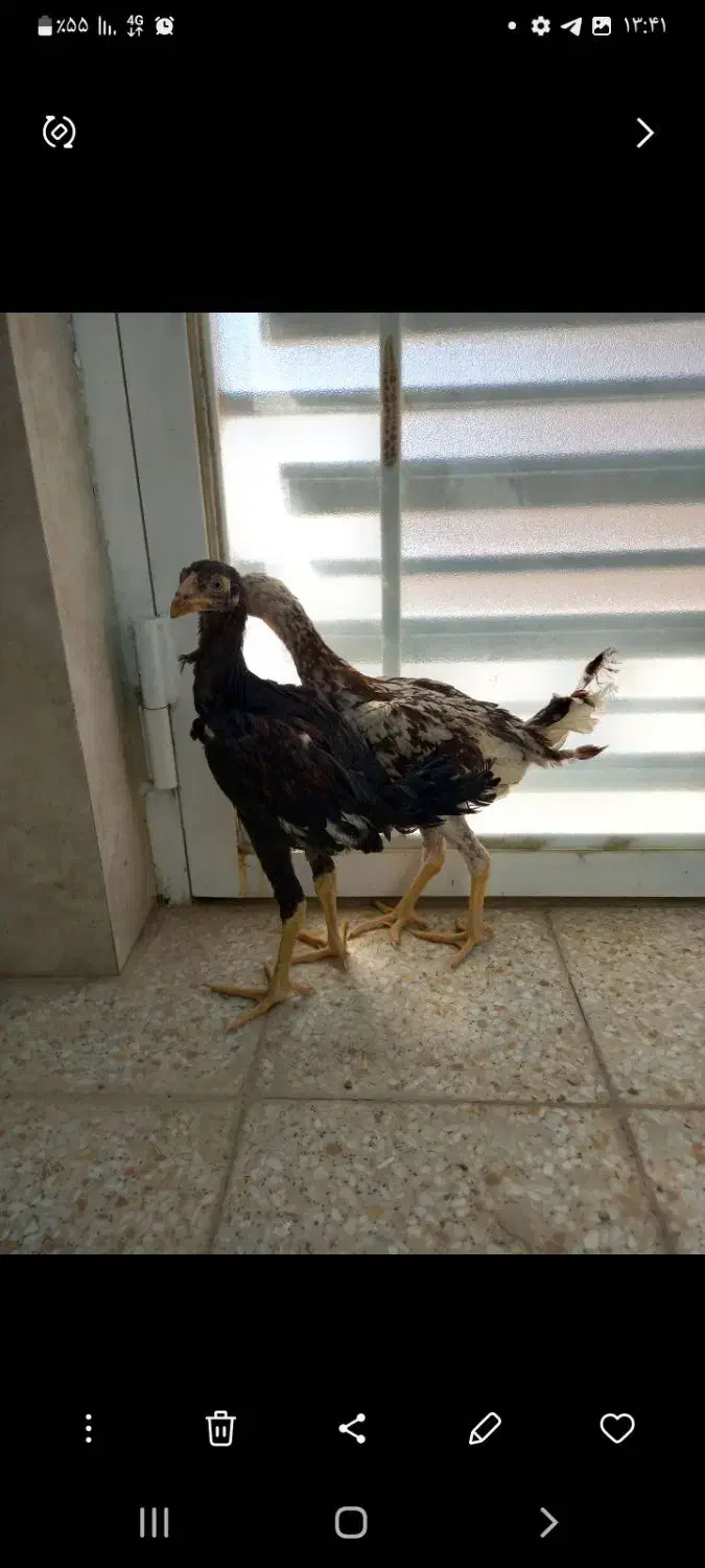 خروس لاری|حیوانات مزرعه|آران و بیدگل, |دیوار