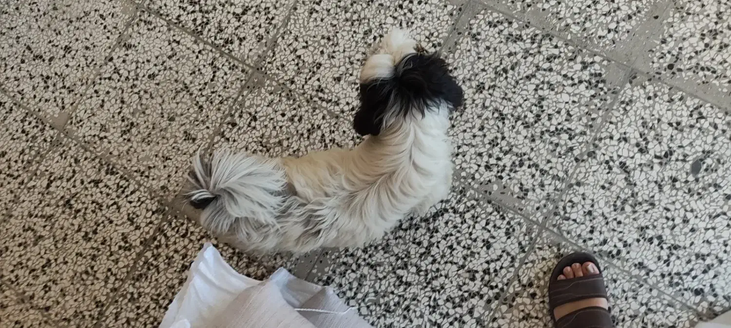 سگ خونگی تربیت شده|سگ|بهشهر, |دیوار