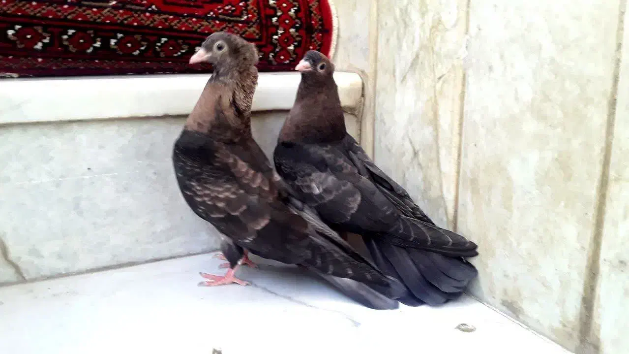 کبوتر کفتر سوسنی زاغ سرخ ابادانی چشم ونوک|پرنده|شهرضا, |دیوار