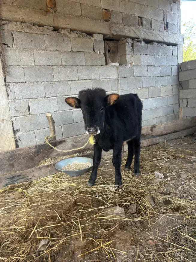 گاو گوساله نر|حیوانات مزرعه|رضوانشهر, |دیوار