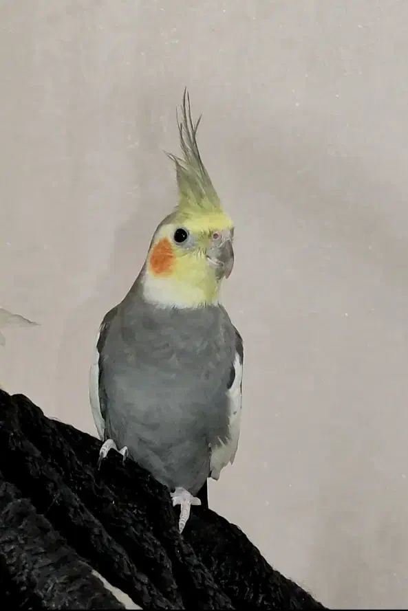 جفت عروس هلندی|پرنده|سوسنگرد, |دیوار