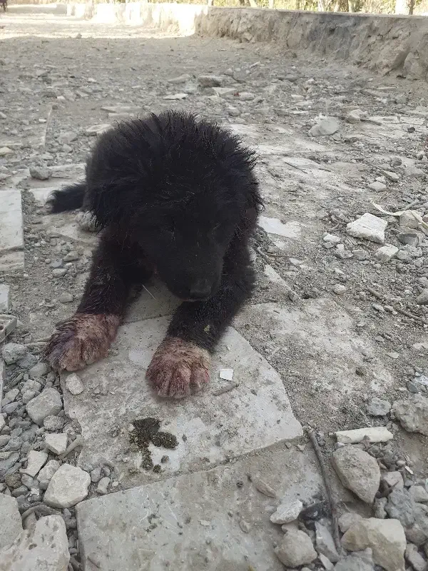 سگ قهدریجانی|سگ|خمینی‌شهر, |دیوار