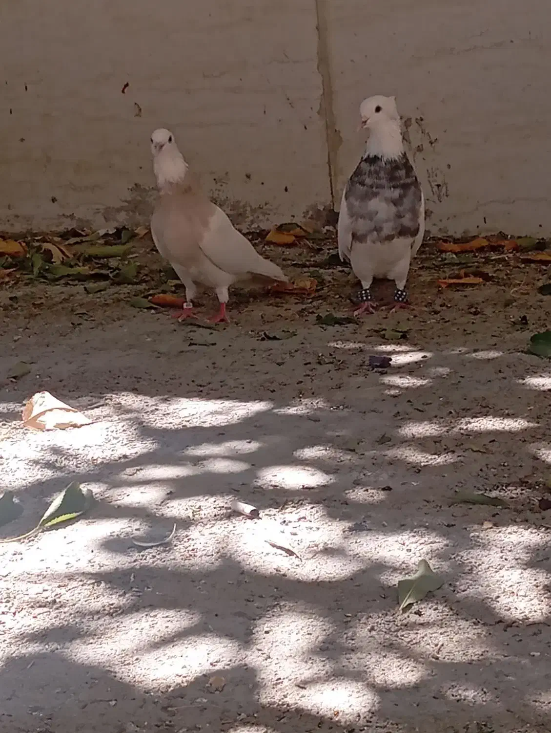 کبوتر دزدیده شد|حیوانات|یاسوج, |دیوار