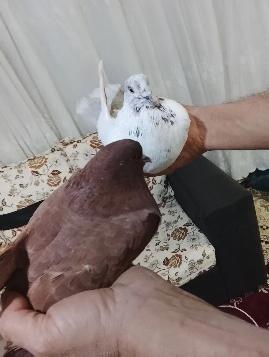 سلام|پرنده|کوهدشت, |دیوار