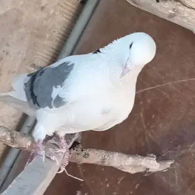 نر پشت سبز گمشده|حیوانات|اراک, |دیوار