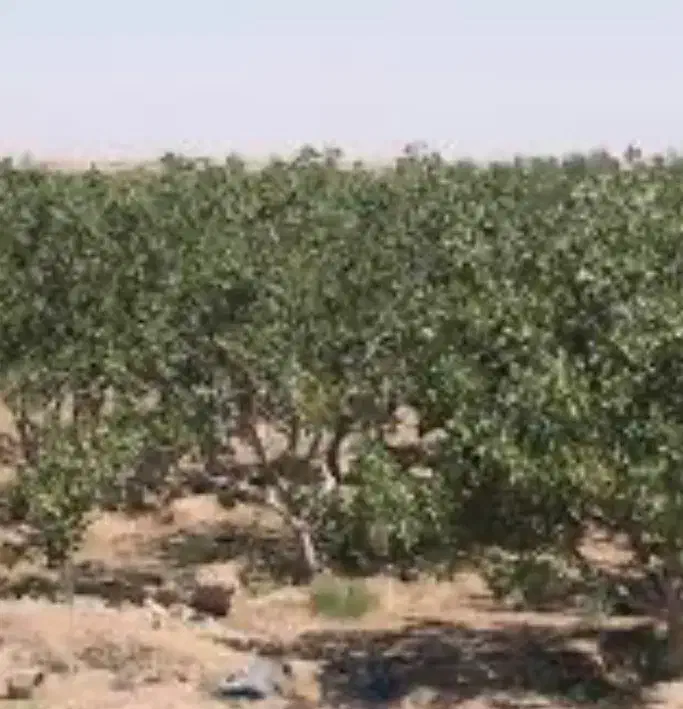 زمین پسته و اب|فروش زمین و ملک کلنگی|شهر بابک, |دیوار