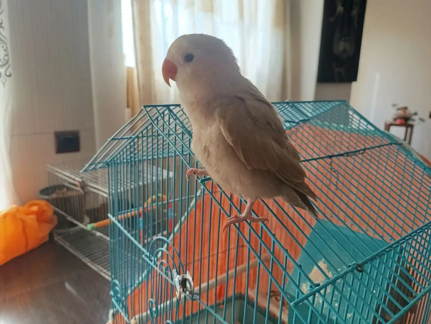 طوطی برزیلی|پرنده|قائمشهر, |دیوار