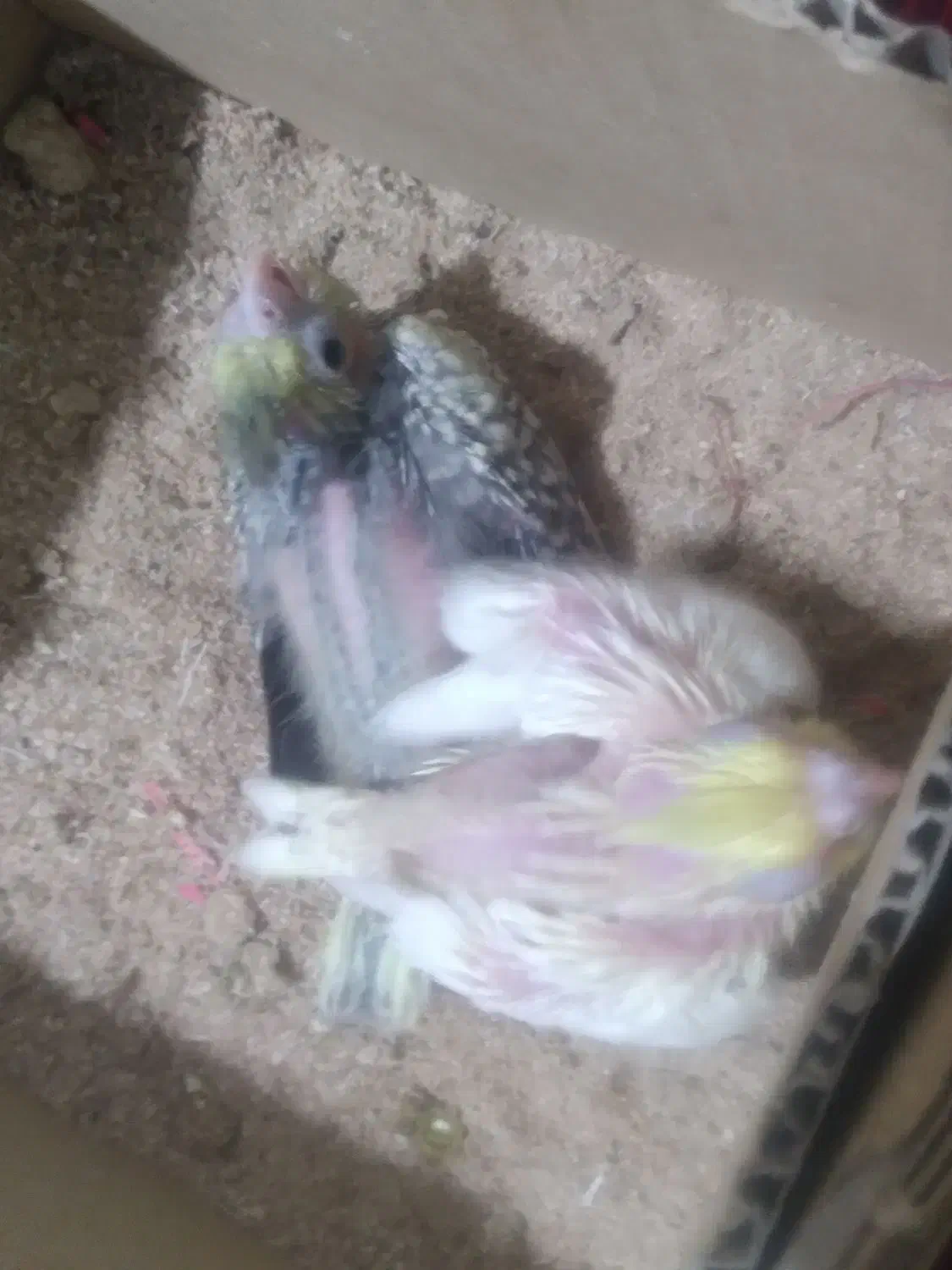 درخدمتم|پرنده|آبیک, |دیوار